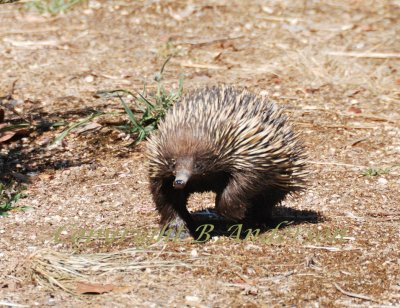 Echidna or Spiny anteater, heading towards my feet.
