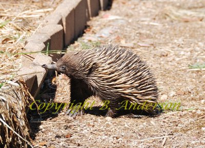 Echidna or spiny anteater in our yard