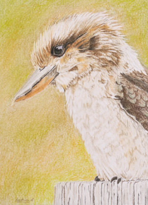 Kookaburra - 5 x 7 - Pastel pencils on Canson Acrylic 300 gsm paper