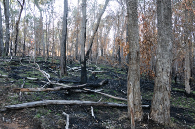 Two months after a controlled burn