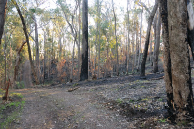 Two months after a controlled burn, it all looks a little sad.