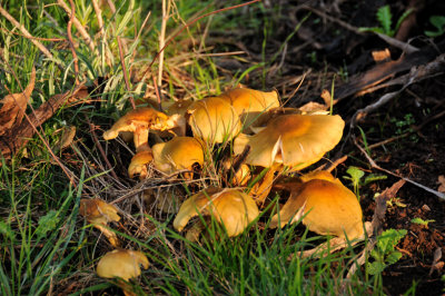 A cheery little family of fungi in the early light