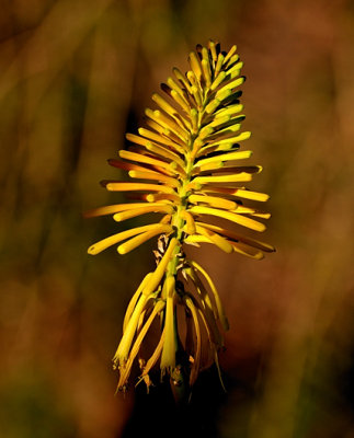 Yellow Red Hot Poker