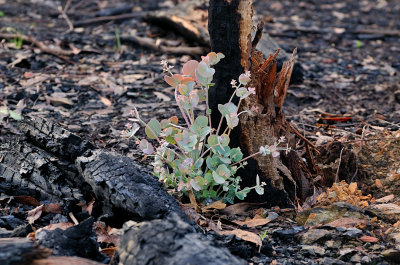 Eucalypt regrowth from the ashes.
