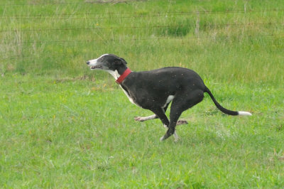 Maggie galloping through the soggy ground