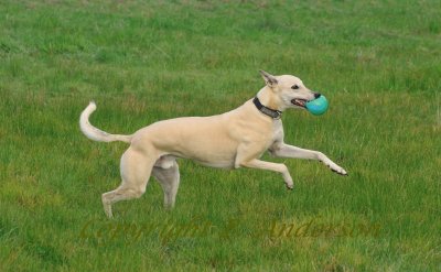 Tom would rather run around with his green ball than play chase.