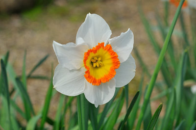 Daffodil 