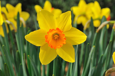 Daffodil 