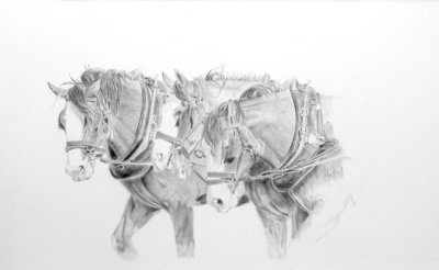 2013 Moora team of six draft horses.