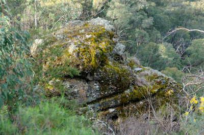 Mossy rock at Power's Lookout 