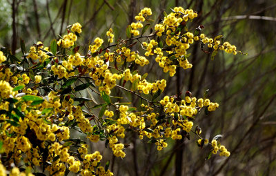 Small wild Wattle at Whitlands on the way to Power's Lookout.