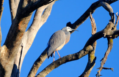 White-faced Heron - one of a pair.