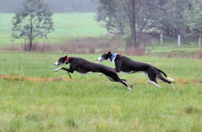 Maggie & Trip playing at racing Greyhounds.