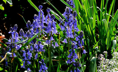 Bluebells 