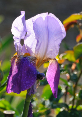 Old fashioned Iris 