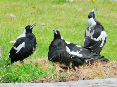 Magpies - possibly having a mild discussion about territories.