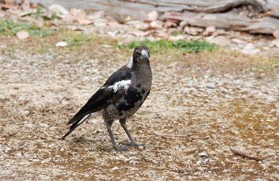 Young Magpie - 14 months old and losing its juvenile plumage