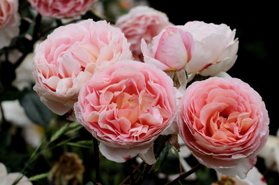 Abraham Darby - David austin rose