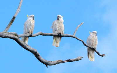 Sulphur-crested Cockatoos. 