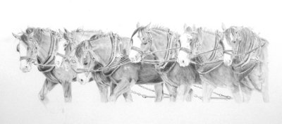 Moora Team of six registered Clydesdales - graphite pencil on Mellotex paper.