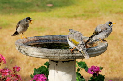 Noisy Miners - adult on left and two babies.