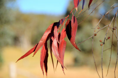 Lemon Scented Eucalypt leaves