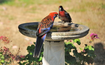 Crimson Rosellas - through the window.