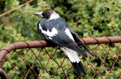 Magpie youngster - 17 months old, adult plumage growing out on its head.