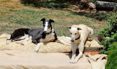 Trip & Tom enjoying the summer sunshine - through the window