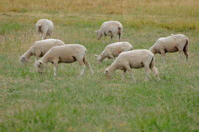 Some of the trespassing freeloading woolly jumpers enjoying the Summer Paspalum