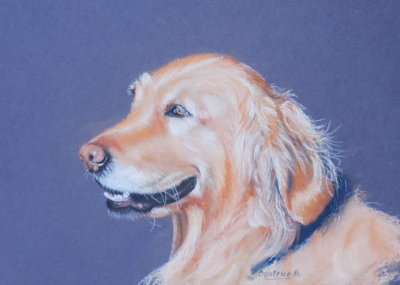 Golden Retriever - Soft pastels and pastel pencils on Colourfix.