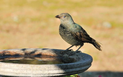 Female Satin Bower Bird