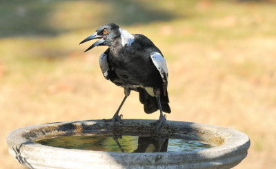 A  2012 juvenile Magpie appreciates the supply of water on this scorching day.