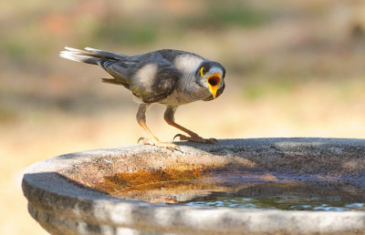 Noisy Miner - gasping in the 40C heat.