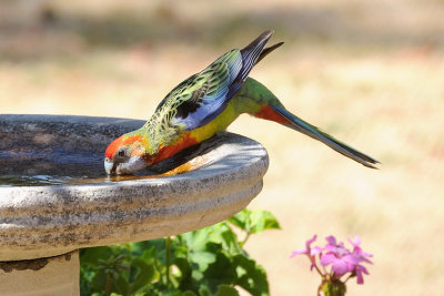 Eastern Rosella - a scorching afternoon of 40C.