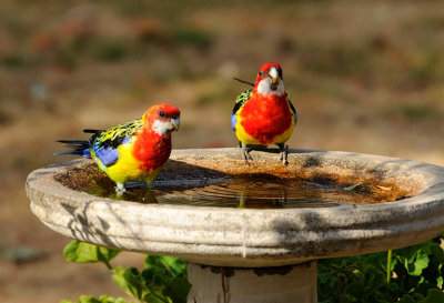 Eastern Rosellas  as temps reached 41C.