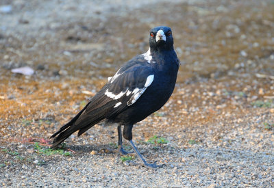 Magpie - One of the Front Paddock Family group of five that come for a free feed.