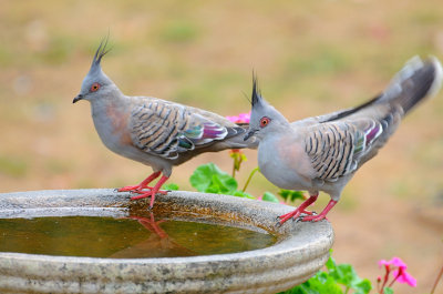 Top Knot or Crested Pigeon - through the window.