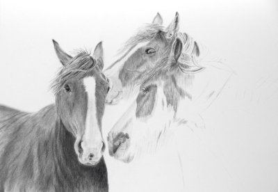 Horses - Moora 2013 - Cretacolour Nero pencils on Bristol Plate paper