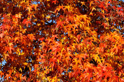 Colours of Autumn - Liquid Amber leaves.