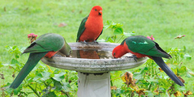 King Parrots - female on left.