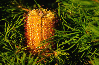 Banksia - Birthday Candles