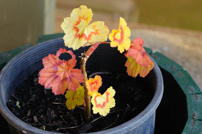 A struggling Geranium cutting