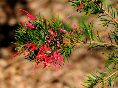 Grevillea with visitor.