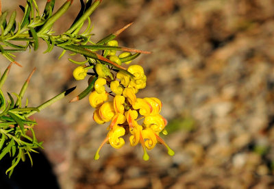 Grevillea Lemon Daze - late afternoon