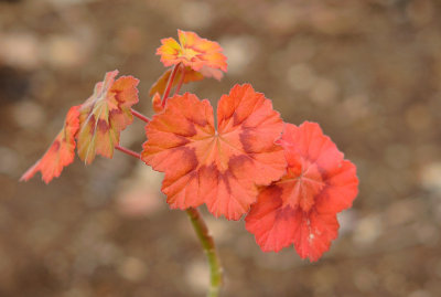 Geranium - the cold weather makes the leaves such beautiful colours.