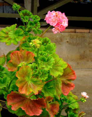 Colourful potted Geranium