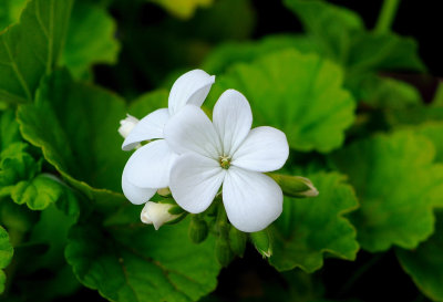 White Geranium 