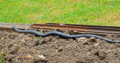 Red-belly Black Snake - venomous - about 3'
