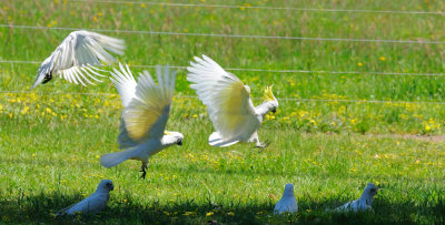 Cockatoos flying and Corellas on the ground.